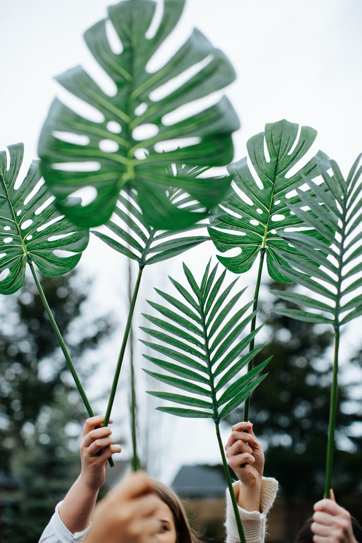 Lush green tropical foliage